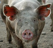 В Северной Осетии в связи с чумой свиней введут режим чрезвычайного положения